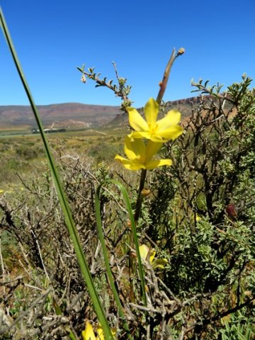 Moraea lewisiae subsp. lewisiae leaves