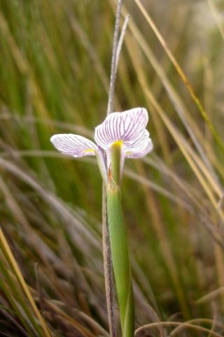 Moraea modesta