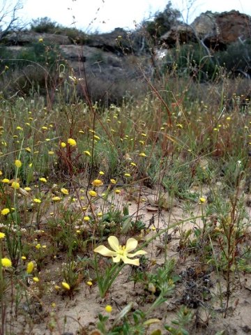 Moraea nana in Bokkeveld spring