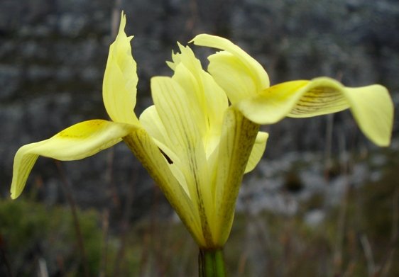 Moraea neglecta flower base