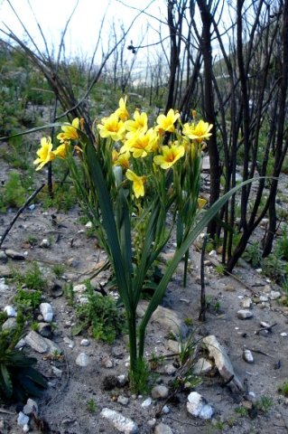Moraea ochroleuca leaves