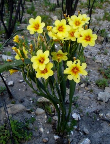 Moraea ochroleuca