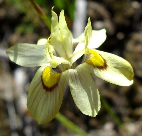 Moraea gawleri