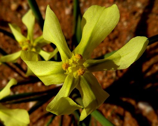 Moraea schlechteri flower