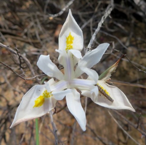 Moraea serpentina flower and occupant