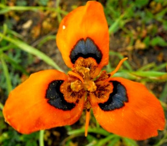 Moraea tulbaghensis