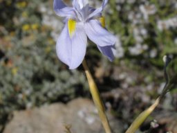 Moraea polystachya flower 