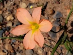 Moraea collina