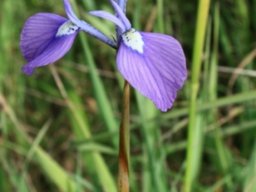 Moraea tripetala