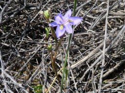 Moraea fugax delicate plant