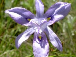 Moraea inclinata flower