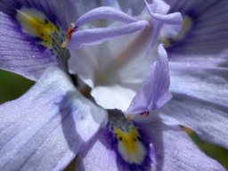 Moraea inclinata flower close-up