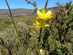 Moraea lewisiae subsp. lewisiae leaves