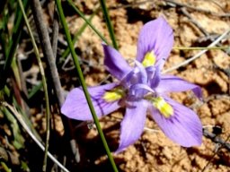 Moraea macrocarpa