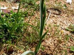 Moraea miniata leaves