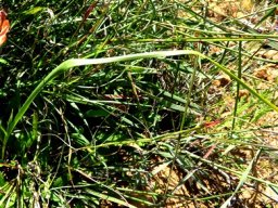 Moraea minor