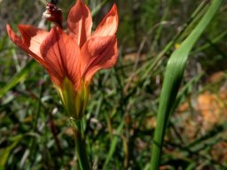 Moraea minor flower profile