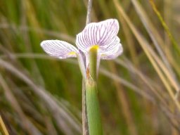 Moraea modesta