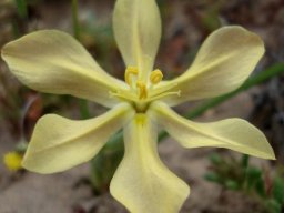 Moraea nana flower
