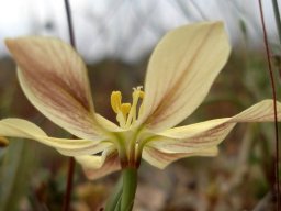 Moraea nana dark lined lower tepal surfaces