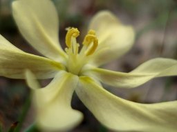 Moraea nana anthers like question marks