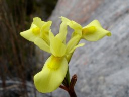 Moraea neglecta