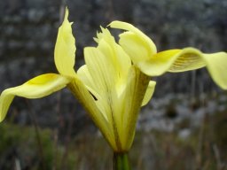 Moraea neglecta flower base