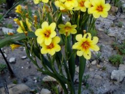 Moraea ochroleuca