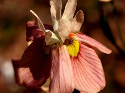 Moraea papilionacea flower