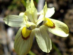 Moraea gawleri