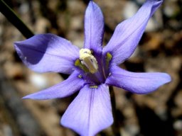 Moraea polyanthos