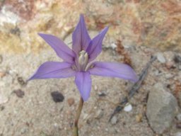 Moraea polyanthos posing a question