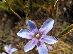 Moraea polyanthos, the bloutulp flower and fruit
