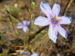 Moraea polyanthos yellow tepal markings