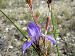 Moraea polystachya