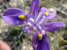 Moraea polystachya flower