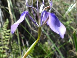 Moraea regalis green ovary central