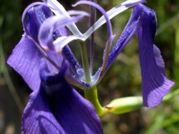 Moraea regalis flower, pale style branches