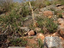 Moraea saxicola
