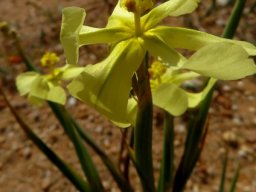 Moraea schlechteri inner flower parts