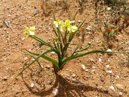 Moraea schlechteri