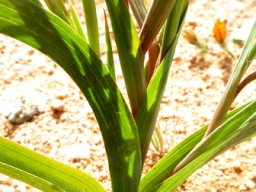 Moraea schlechteri stem and leaf bases