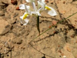 Moraea serpentina leafless but shadowed