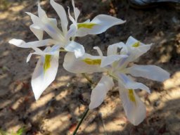 Moraea serpentina blue in the flower base