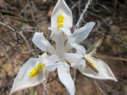 Moraea serpentina flower and occupant