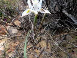 Moraea serpentina