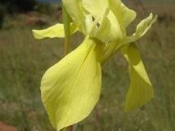 Moraea spathulata flower