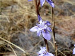 Moraea stricta