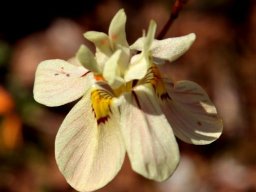 Moraea tricolor