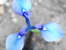 Moraea tripetala flower